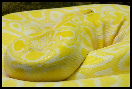 Pictures Of Snakes To Colour In. Yellow snake