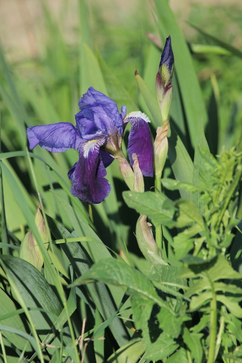 Iris germanica (48°04' N 16°32' E)