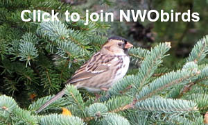 Click to join NWObirds
