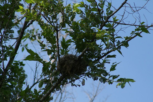 Eastern Kingbird Nest