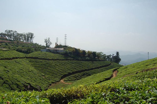 Tea Plantation at Munnar