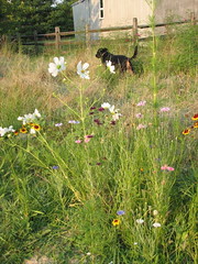Prairie flowers (and Nellie)