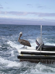 Pelican hitching a lift