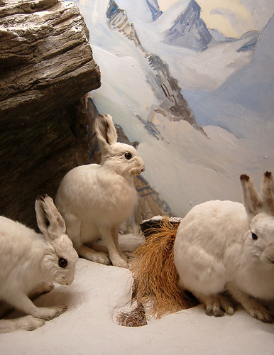 Alpine Rabbits