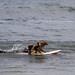 glenn-stante-dog-saint-kat-surfing_0247
