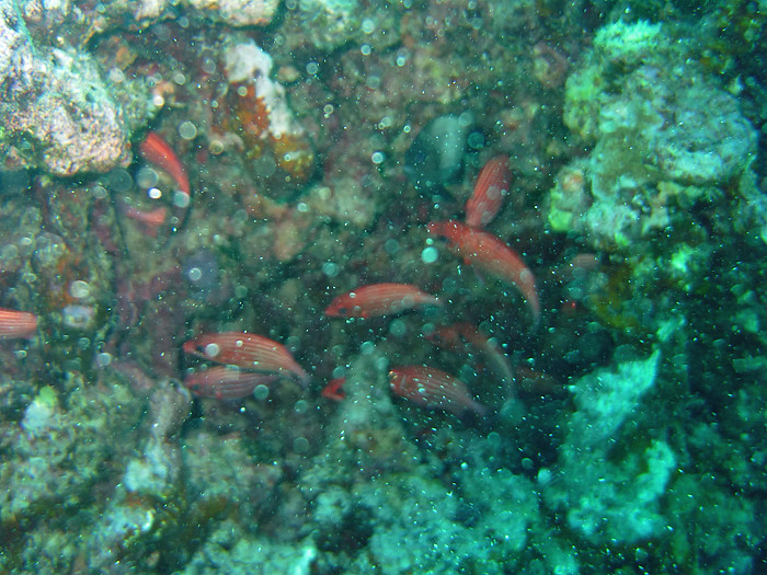 scuba diving oahu 142