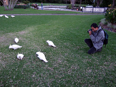 A flock of cockatoos