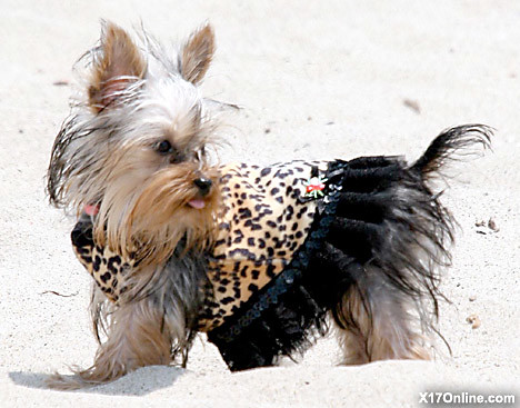 Paris hilton's mini-mutt shows off her flamboyant outfit on the beach by Paris hilton the biggest celebrity