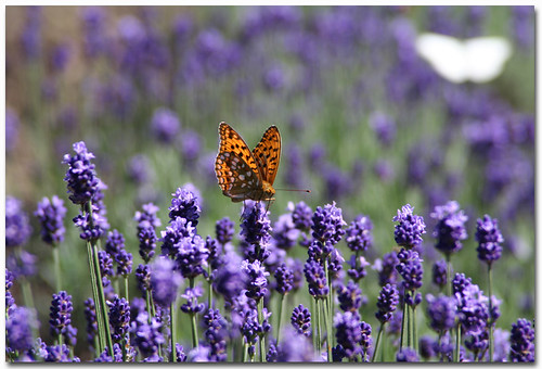 Lavender Field by B*_J