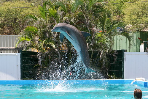 Dolphin at Sea Life Park, Oahu.