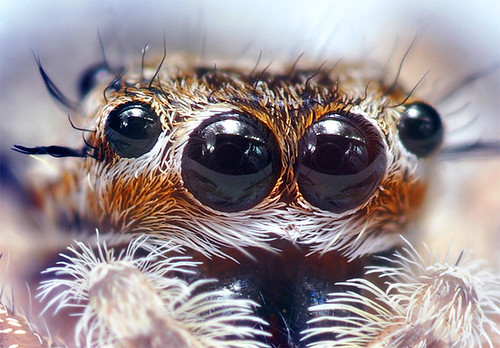 Jumping Spider Eyes at around 6:1 Magnification (Cropped) by Thomas<br /> Shahan.