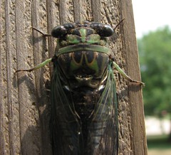 Swami's pet cicada