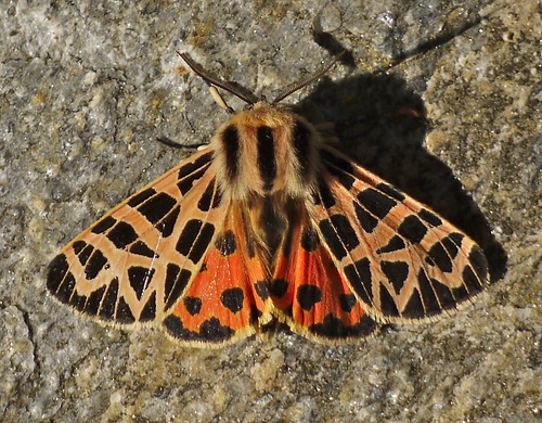 ornate tiger moth - grammia ornata