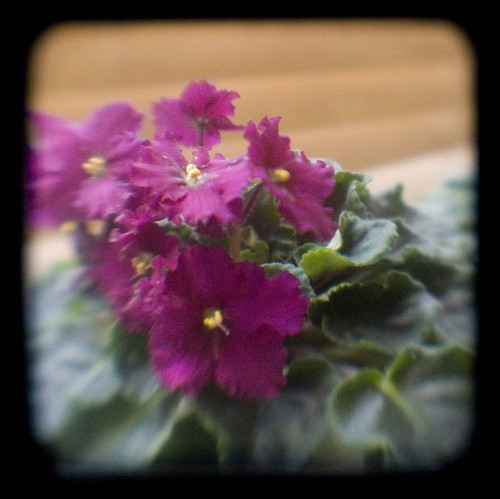 My African Violet