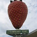 World's Largest Strawberry on a Stick