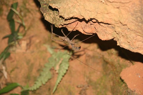 Scorpian Spider