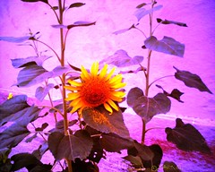Sunflower عبّاد الشمس