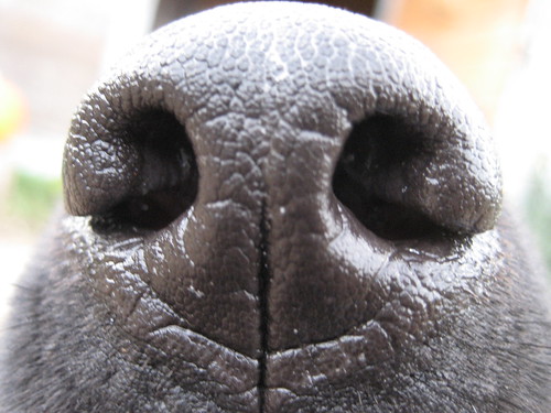 maisie's nose