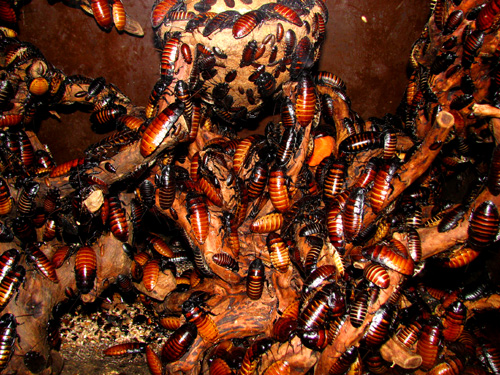 Madagasca Hissing Cockroaches