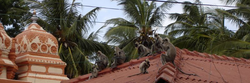 Langurs on the Roof