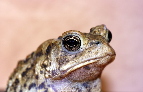 Face of a toad