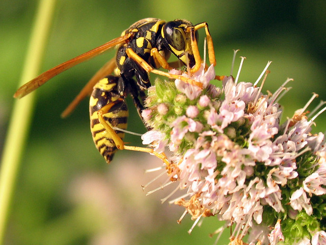 European Paper Wasp (Polistes dominula) male