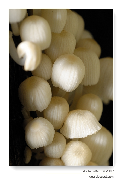 Unknow mushroom