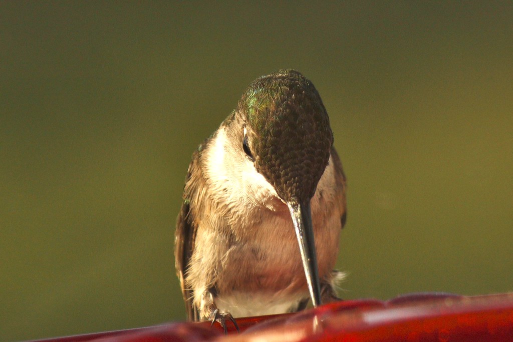Ruby-throated hummingbird (female) (7)