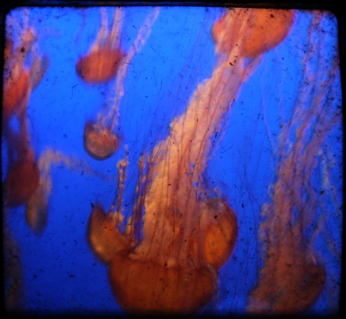 Jellies, Monterey Bay Aquarium