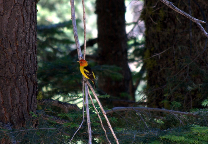 All hail the western tanager