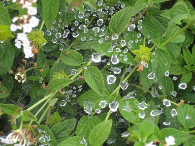 Dew Drops on Spiderwebs