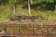 Turkey Vultures sunning in the morning
