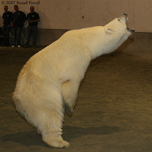 This Polar Bear was acting. I hope. At least that is what I convinced myself 