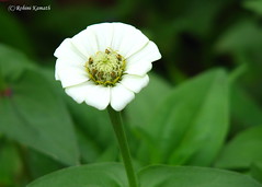 Wild Flower - White