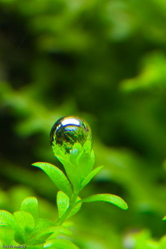 Hemianthus callitrichoides Glass bubble