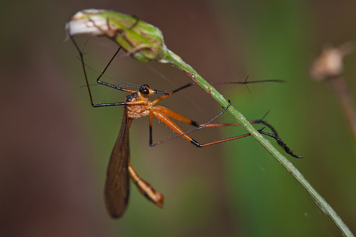 Scorpionfly front
