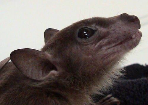 fruit bat. of an Egyptian fruit bat,