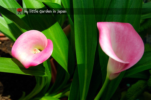 dig-up-the-calla-lilies-4