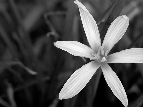 black and white flowers photography. Category: Black amp; White