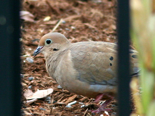 Mourning Dove 20101025