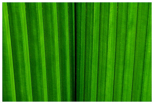 green-palmleaves