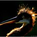 Baby Heron in the Sun... by Paul Pagano