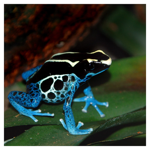 Blue Dyeing Dart Frog, Baltimore, MD