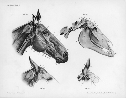 horse - anatomical views of head