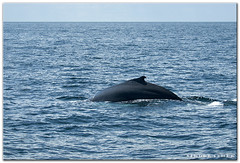 Whale Watching - Humpback Whale - Off Portland Maine