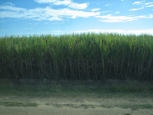 ethanol production sugar cane peru photo