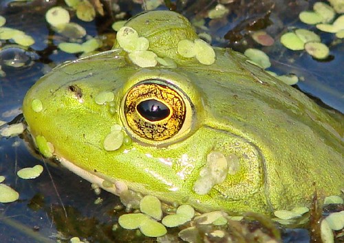 self reflection in frog's eye