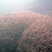 Brain coral Lobophyllia