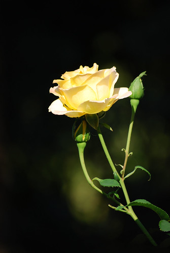 Yellow Rose, Afternoon Light