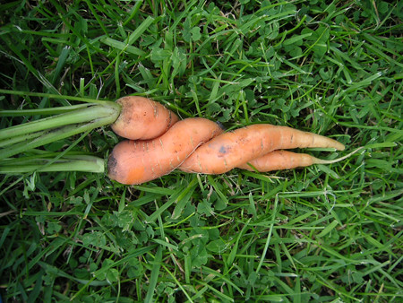 Vegetable Sex Pictures 106